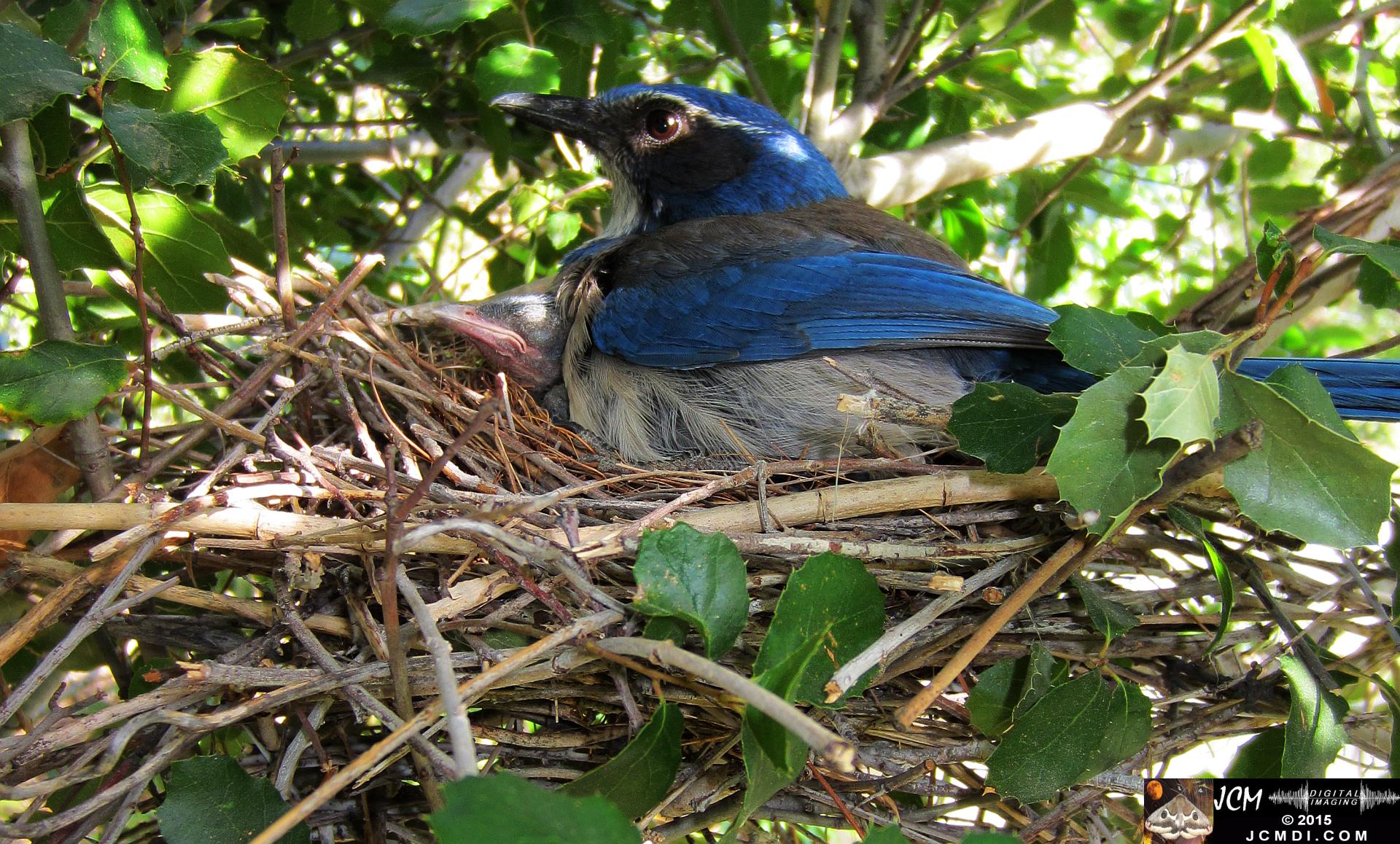 Scrub Jay Nest Documenatry with chicks